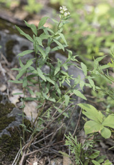 Comandra umbellata californica
