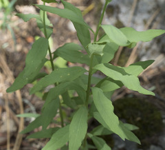 Comandra umbellata californica
