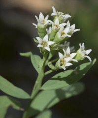 Comandra umbellata californica