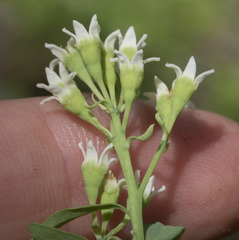 Comandra umbellata californica