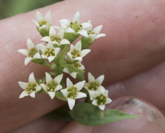 Comandra umbellata californica
