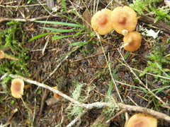 Cortinarius waiporianus