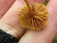 Cortinarius waiporianus