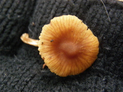 Cortinarius waiporianus