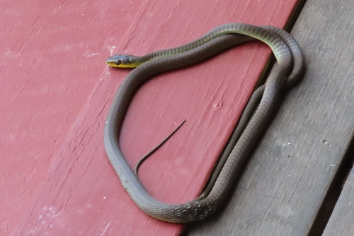 Common Tree Snake sighting