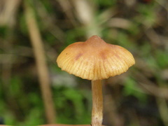 Cortinarius waiporianus