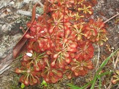 Drosera
