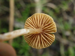 Cortinarius waiporianus