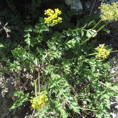 Cymopterus hallii