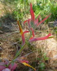Castilleja subinclusa