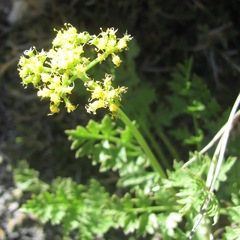 Cymopterus hallii