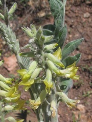 Astragalus giganteus