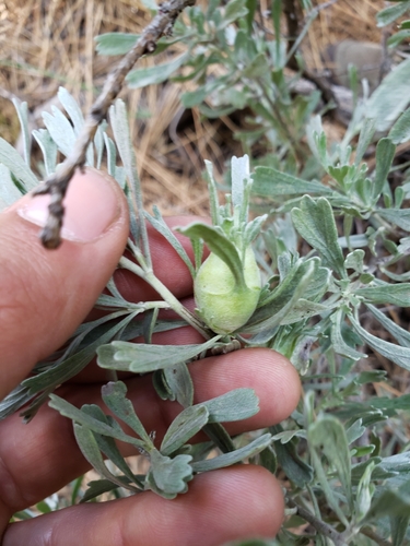iNaturalist observation photo of Eutreta diana