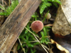 Mycena mariae