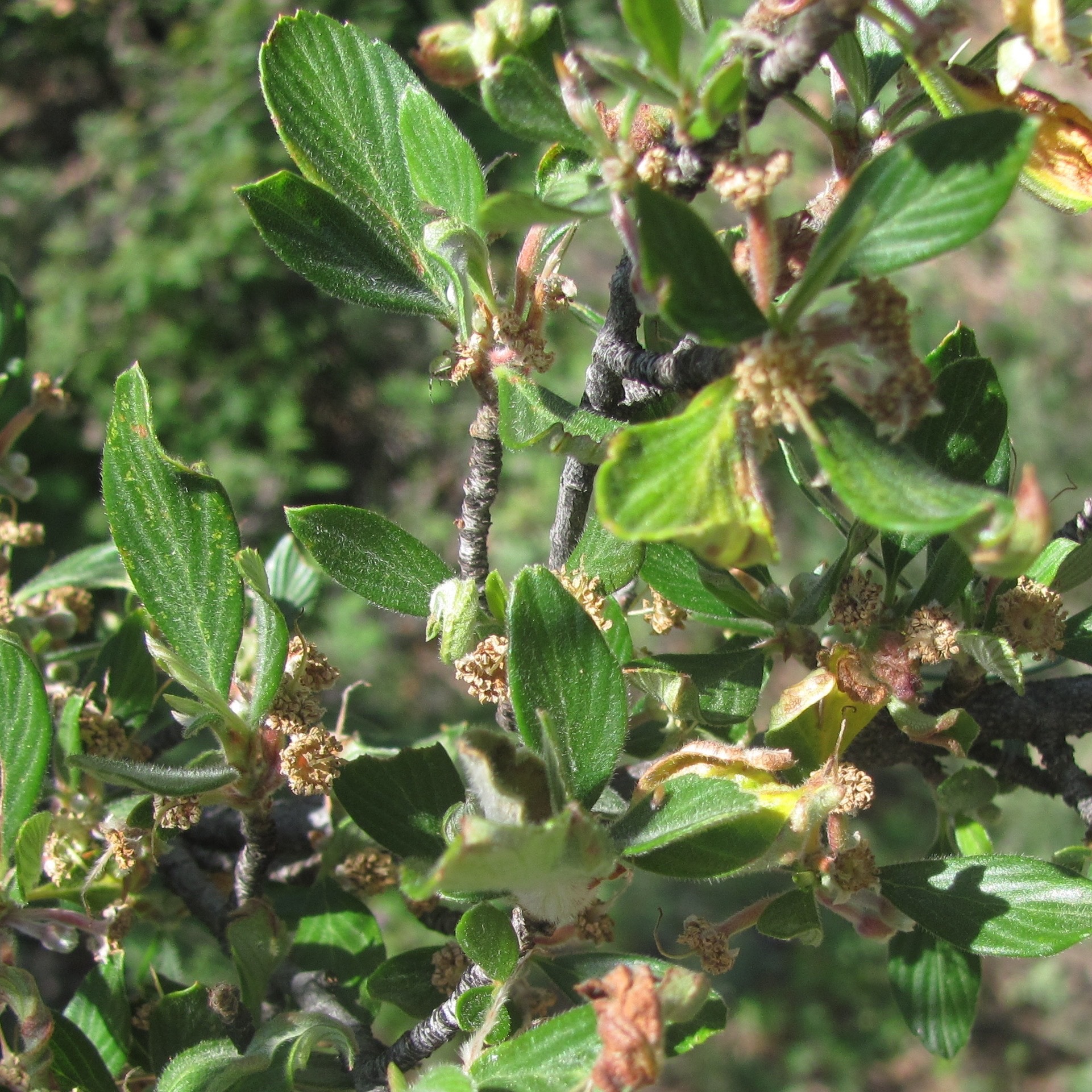 Cercocarpus breviflorus