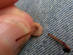 Mycena mariae