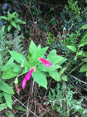 Centropogon talamancensis