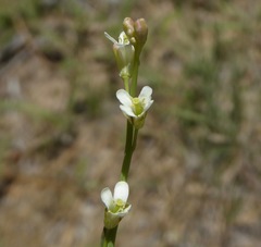 Turritis glabra