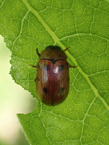 Notman's Leaf Beetle