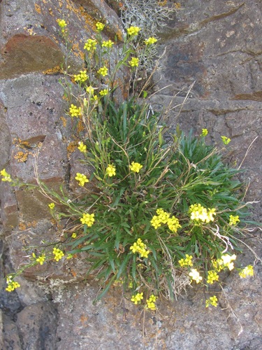 Standley's draba (Draba standleyi)
