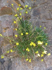 Draba standleyi