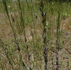 Turritis glabra