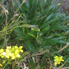 Draba standleyi