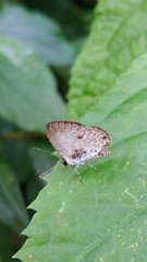 Megisba malaya sikkima