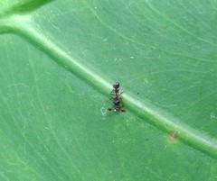 Teleopsis quadriguttata