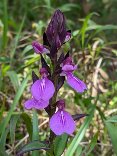 Brachycorythis splendida