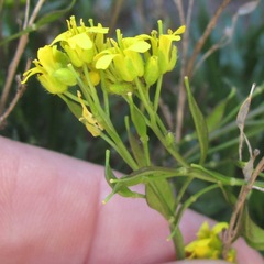 Draba standleyi