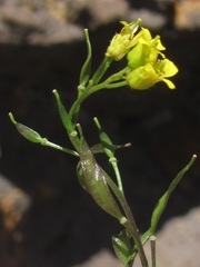 Draba standleyi