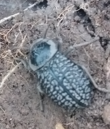 Microschatia solieri