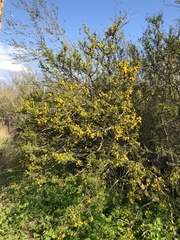 Vachellia schaffneri bravoensis