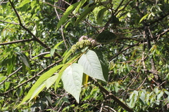 Callicarpa formosana