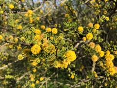 Vachellia schaffneri bravoensis