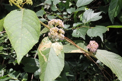 Callicarpa formosana