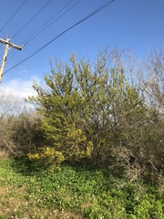 Vachellia schaffneri bravoensis