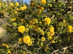 Vachellia schaffneri bravoensis