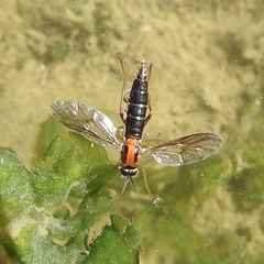 Xylophagidae