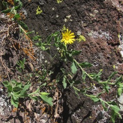 Heterotheca viscida
