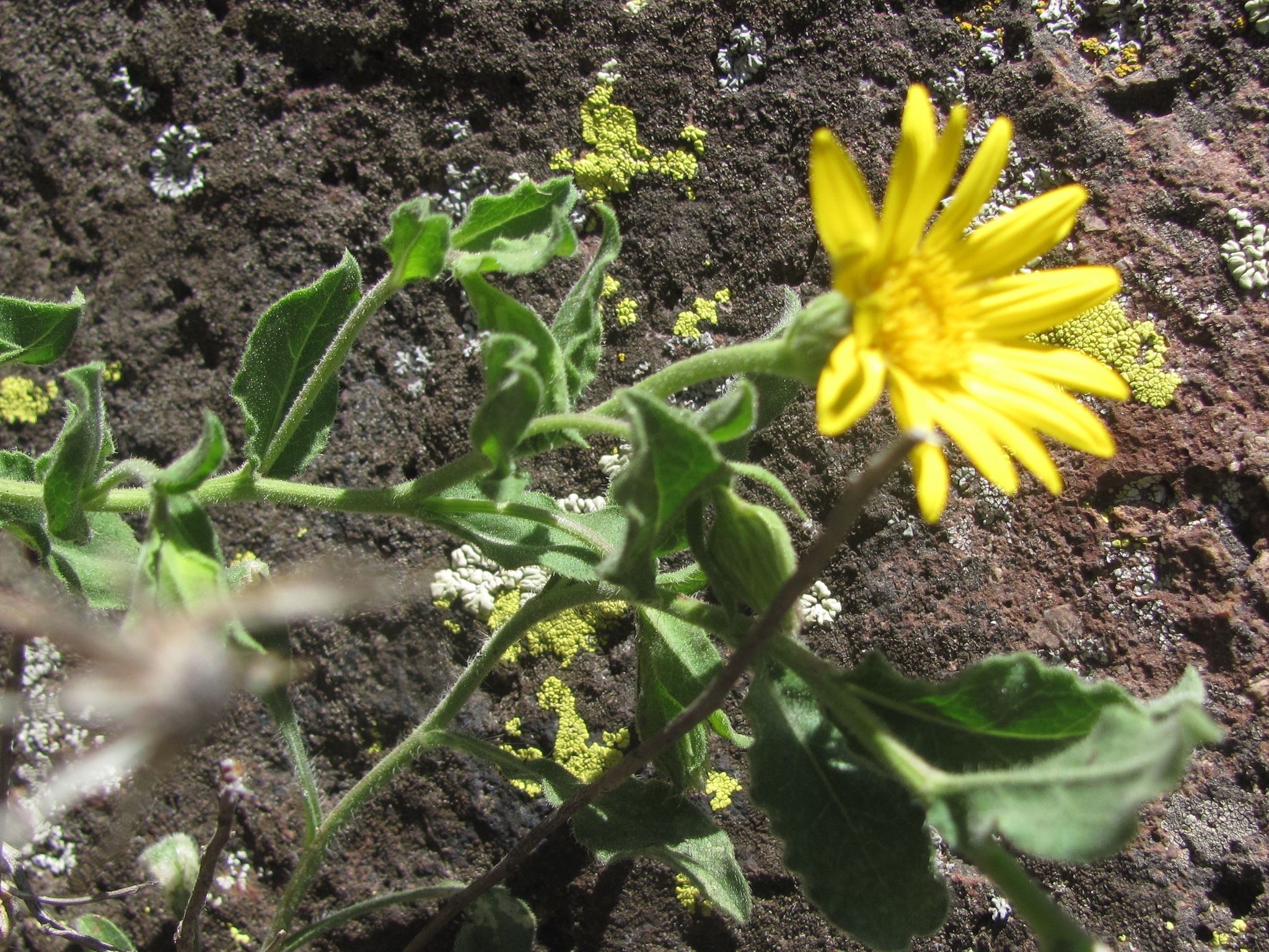 Heterotheca viscida