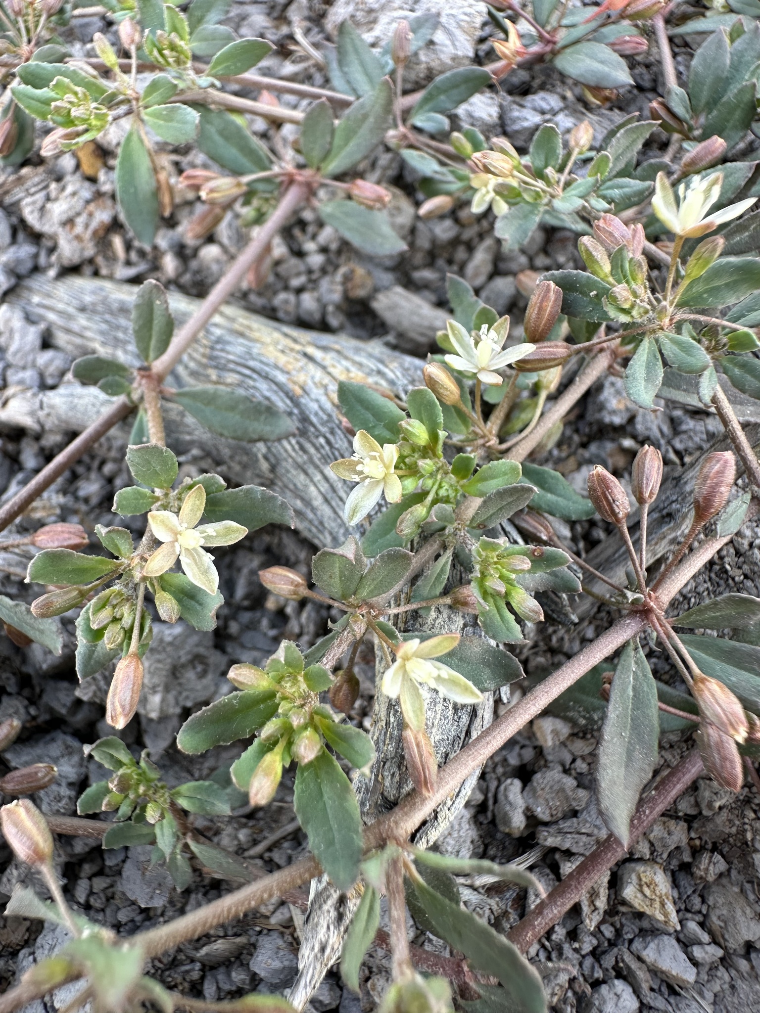 Glinus oppositifolius (Glinus oppositifolius)