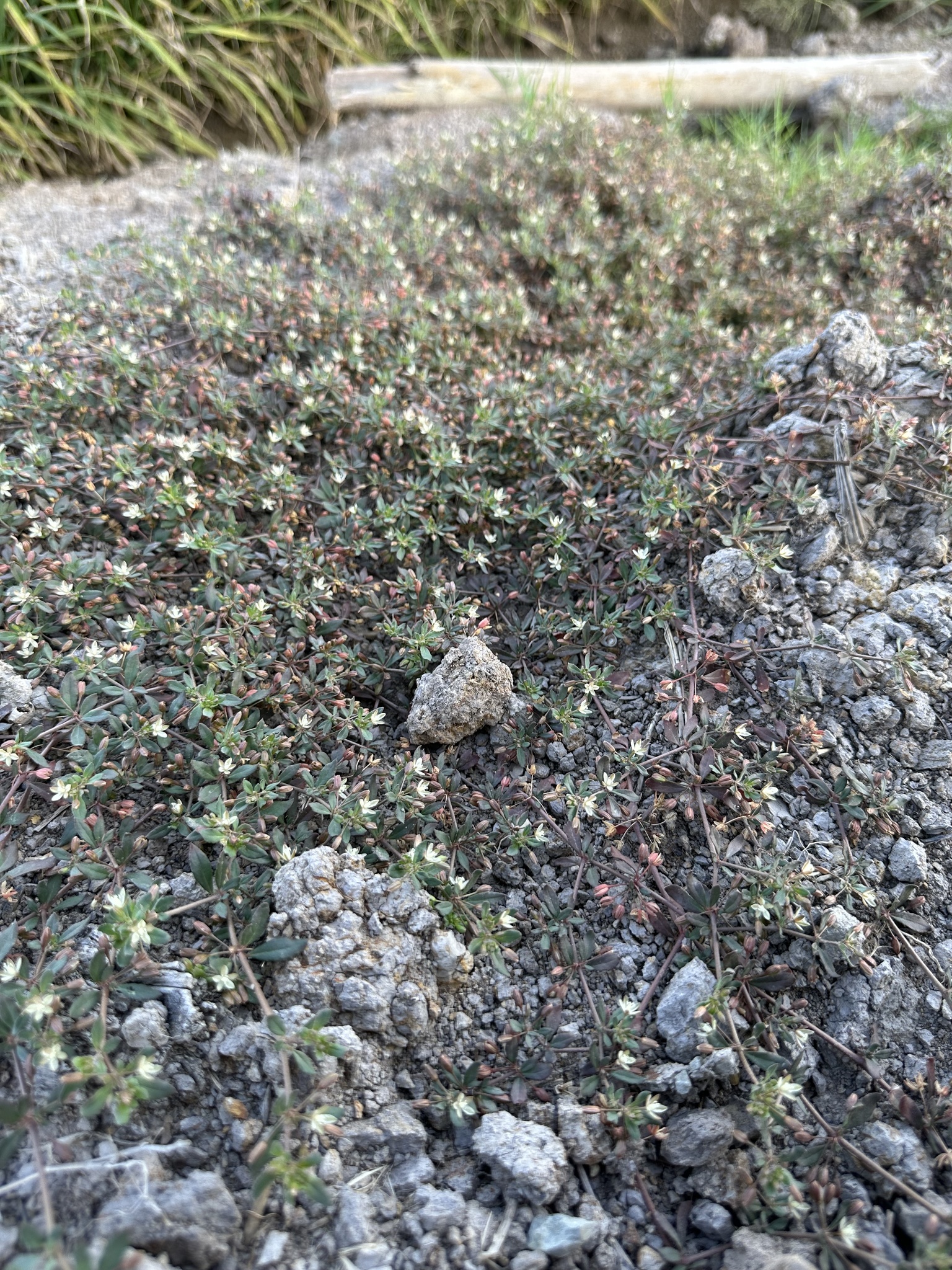 Glinus oppositifolius — ảnh 2