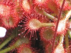 Drosera