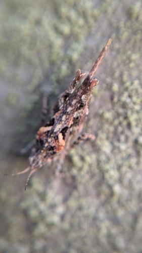 Cepero's Groundhopper, Noordwijkerhout, Nederland, photo 7 of 10