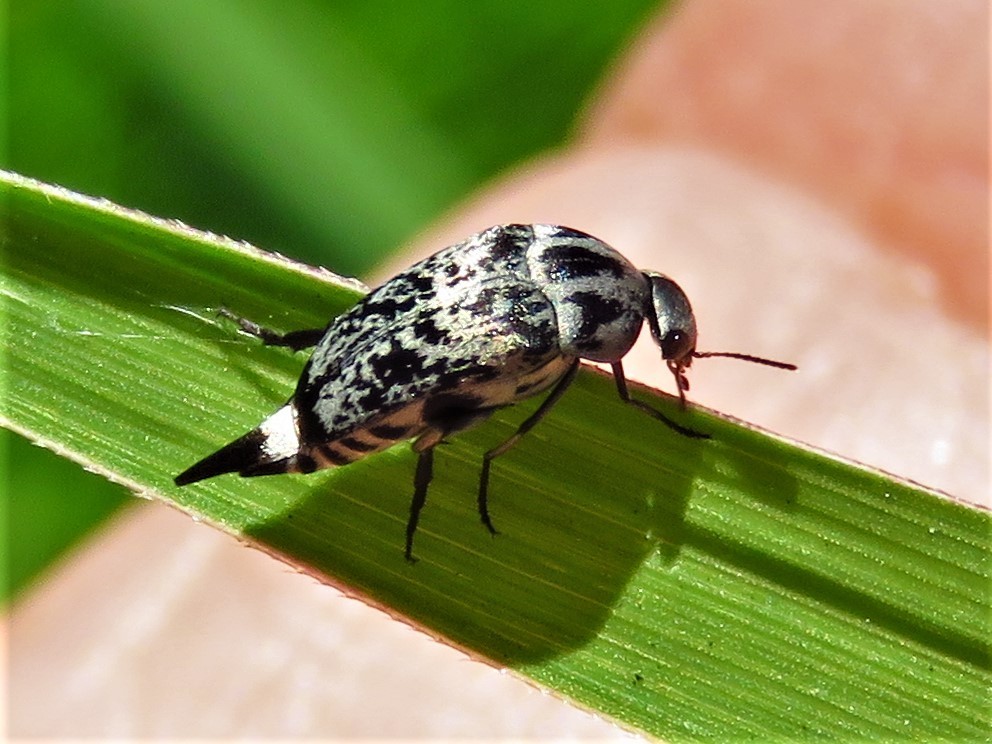 Tumbling Ragdoll Flower Beetle