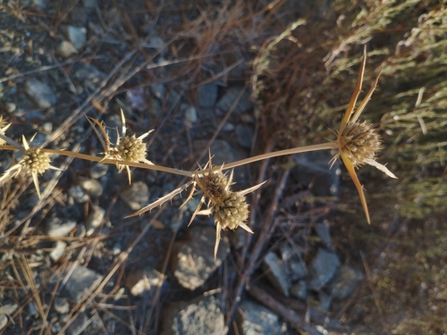 Image of Eryngium falcatum by no rights reserved