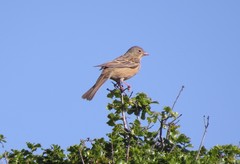 Emberiza caesia