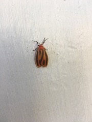 Hypoprepia miniata
